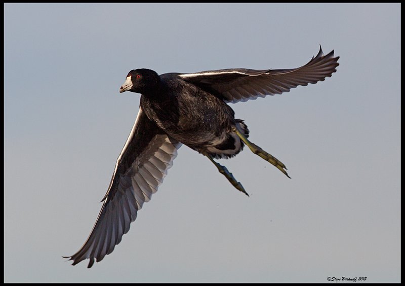 _5SB7089 american coot.jpg